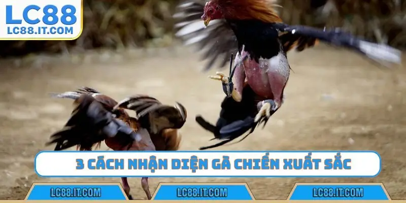 3 cách nhận diện gà chiến xuất sắc