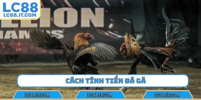 cách tính tiền đá gà