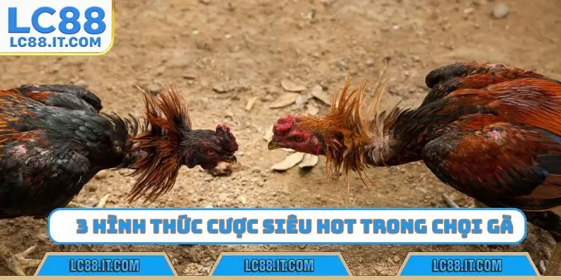 3 hình thức cược siêu hot trong chọi gà