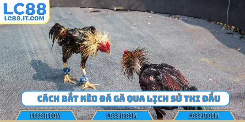 Cách bắt kèo đá gà qua lịch sử thi đấu